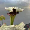 Sarracenia x "Crocodile" blurred