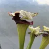 Sarracenia x "Crocodile" blurred