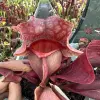 Sarracenia rosea "Big Momma DC",  gigantic, shapely pitchers blurred