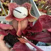 Sarracenia rosea "Big Momma DC",  gigantic, shapely pitchers blurred