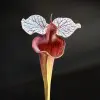 Sarracenia moorei "Soraya" blurred