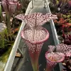 Sarracenia leucophylla, 'Wilkerson's Red Rocket' blurred