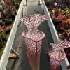 Sarracenia leucophylla, 'Wilkerson's Red Rocket' blurred