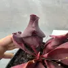 Sarracenia rosea, clone C blurred