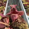 Sarracenia purpurea ssp. venosa, Cooks Bayou blurred