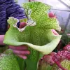 Sarracenia x "Olimpiamon" blurred