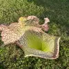 Sarracenia x "Olimpiamon" blurred