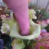 Sarracenia x "Olimpiamon" blurred