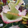 Sarracenia x "Olimpiamon" blurred