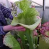 Sarracenia x "Olimpiamon" blurred