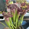 Sarracenia x ‘Přemysl Otakar I’ blurred