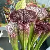 Sarracenia x ‘Přemysl Otakar I’ blurred