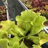 Sarracenia purpurea ssp. venosa var. burkii f. luteola blurred