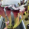 Sarracenia x "Dreamcatcher" blurred