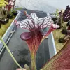 Sarracenia x "Dreamcatcher" blurred