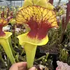 Sarracenia x unknown blotch blurred