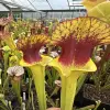 Sarracenia x unknown blotch blurred