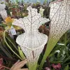 Sarracenia leucophylla 'Mont blanc' blurred