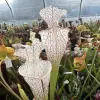 Sarracenia leucophylla 'Mont blanc' blurred