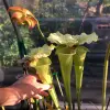 Sarracenia moorei "Pinkish Top" blurred