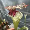 Sarracenia x moorei blurred