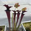 Sarracenia moorei 'Saurus' blurred