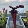 Sarracenia x "Erebus" blurred