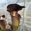 Sarracenia alata var. nigropurpurea, black tube, sel. CK 1 blurred