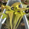 Sarracenia flava var. ornata "Black Veins DC"  blurred