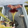 Sarracenia x 'Defiance' blurred