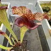 Sarracenia x 'Defiance' blurred