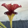 Sarracenia x 'Defiance' blurred