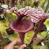 Sarracenia x "Lilith" blurred