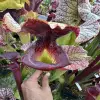 Sarracenia x "GSL", glossy square lips blurred