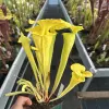 Sarracenia flava var. flava "Goldmine" blurred