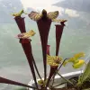Sarracenia flava var. rubricorpora, very dark maroon tube blurred
