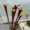 Sarracenia flava var. rubricorpora, very dark maroon tube blurred