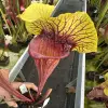 Sarracenia x "Fireblade"  blurred