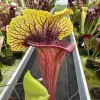 Sarracenia x "Fireblade"  blurred