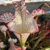Sarracenia leucophylla "Bocaza", red & white, giant form blurred