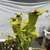 Sarracenia moorei "Ilona" blurred