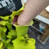 Sarracenia moorei "Ilona" blurred