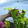 Sarracenia moorei "Ilona" blurred