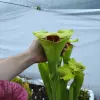 Sarracenia moorei "Ilona" blurred