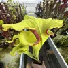 Sarracenia moorei "Ilona" blurred