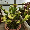 Sarracenia x "Rocco" blurred