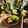 Sarracenia x "Rocco" blurred