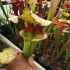 Sarracenia x "Rocco" blurred