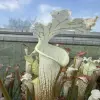 Sarracenia leucophylla, tall green & white form blurred