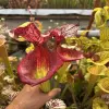 Sarracenia x "Fire P*ssy" blurred